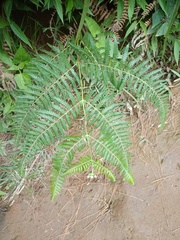 Pteridium revolutum