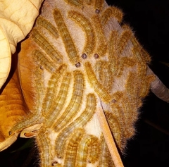Lepidoptera