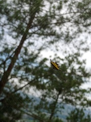 Gasteracantha transversa