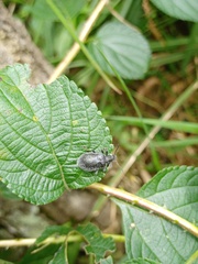 Coleoptera