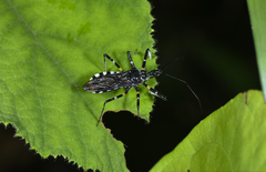 Sphedanolestes impressicollis