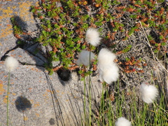 Eriophorum vaginatum