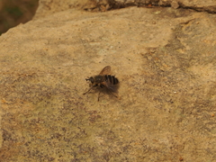 Tachinidae