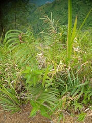 Blechnum orientale