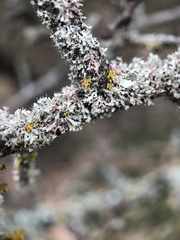 Laetisaria lichenicola