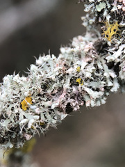 Laetisaria lichenicola