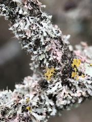 Laetisaria lichenicola