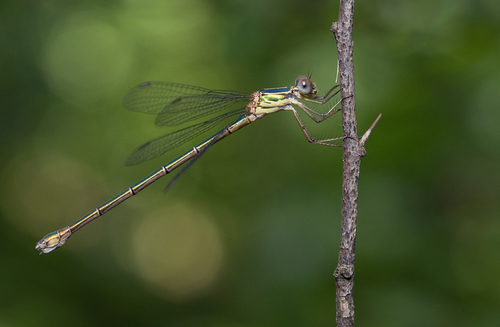 Eastern Willow Spreadwing