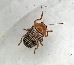 Cryptocephalus fulguratus