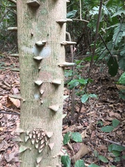 Zanthoxylum leprieurii