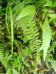 Osmolindsaea odorata