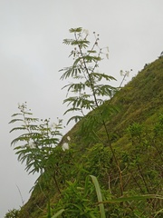 Zapoteca portoricensis