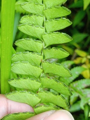 Osmolindsaea odorata