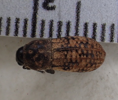 Epicaerus mexicanus