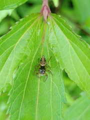 Anarrhotus fossulatus