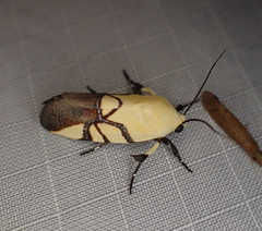 Eusceptis flavifrimbriata