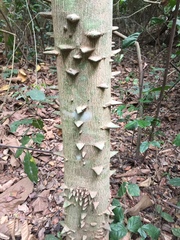 Zanthoxylum leprieurii
