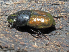 Colobopterus erraticus