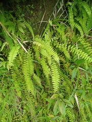 Osmolindsaea odorata