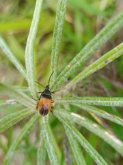 Coleoptera