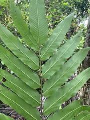 Meniscium reticulatum