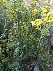 Ruta graveolens