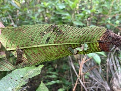 Meniscium reticulatum