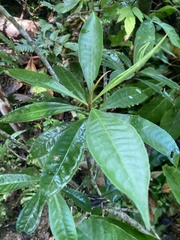 Parathesis crenulata