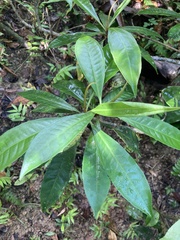 Parathesis crenulata