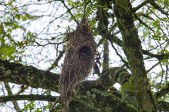 Todirostrum cinereum