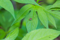 Leiobunum ventricosum