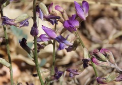 Astragalus nothoxys