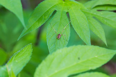 Leiobunum ventricosum