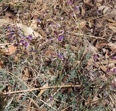 Astragalus nothoxys