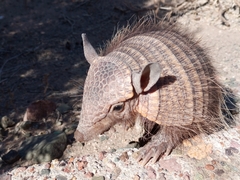 Chaetophractus vellerosus