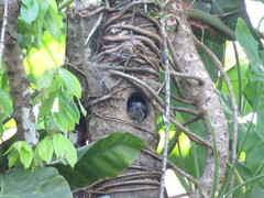 Isothrix bistriata