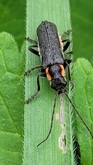 Cantharis obscura