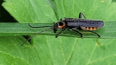 Cantharis obscura
