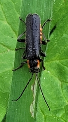 Cantharis obscura