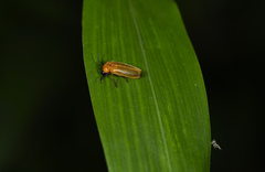 Curtos costipennis