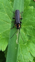 Cantharis obscura