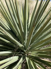 Yucca madrensis