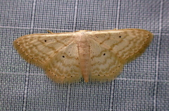 Scopula benitaria