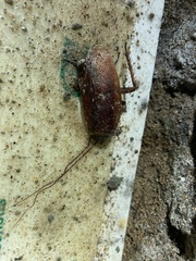 Periplaneta americana