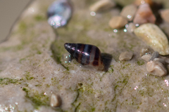 Cingula trifasciata
