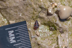 Cingula trifasciata