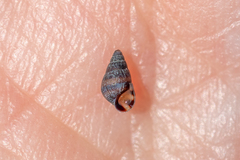 Cingula trifasciata