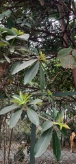 Alstonia