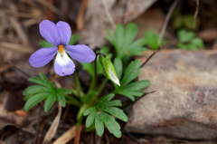 Viola pedata
