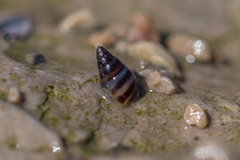 Cingula trifasciata